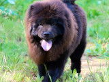 Une chienne Chow Chow non LOF de 3 ans chocolat à vendre