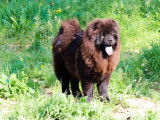 Une chienne Chow Chow non LOF de 3 ans chocolat à vendre