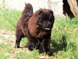 Une chienne Chow Chow non LOF de 3 ans chocolat à vendre