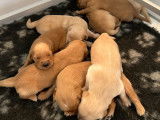 8 chiots Golden Retrievers LOF &agrave; r&eacute;server sable ou dor&eacute;s