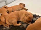 8 chiots Golden Retrievers LOF &agrave; r&eacute;server sable ou dor&eacute;s