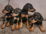 &Agrave; r&eacute;server des chiots Dobermann non LOF au pelage noir et feu