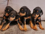 &Agrave; r&eacute;server des chiots Dobermann non LOF au pelage noir et feu