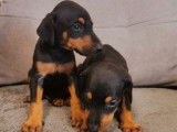 &Agrave; r&eacute;server des chiots Dobermann non LOF au pelage noir et feu