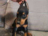 &Agrave; r&eacute;server des chiots Dobermann non LOF au pelage noir et feu