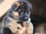 3 chiots Bergers Allemands LOF au pelage noir et fauve disponibles