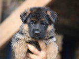 3 chiots Bergers Allemands LOF au pelage noir et fauve disponibles