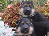 À réserver 3 chiots Bergers Allemand de notre élevage non LOF