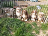 Disponibles : chiots Bergers Australiens non LOF