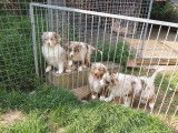 Disponibles : chiots Bergers Australiens non LOF