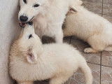 À réserver 7 chiots Bergers Blancs Suisses LOF au pelage blanc