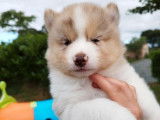 Des chiots Pomskies non LOF à acheter