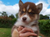 Des chiots Pomskies non LOF à acheter