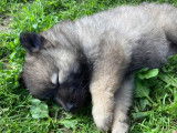 À réserver des chiots Eurasiers LOF au pelage fauve charbonné