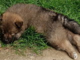 À réserver des chiots Eurasiers LOF au pelage fauve charbonné