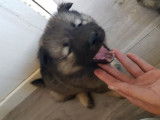 À réserver des chiots Eurasiers LOF au pelage fauve charbonné