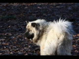 À réserver des chiots Eurasiers LOF au pelage fauve charbonné
