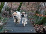À réserver des chiots Eurasiers LOF au pelage fauve charbonné