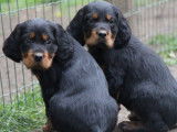 Réservation de 8 chiots Setters Gordon noir et feu (LOF)
