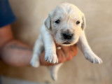 8 chiots Golden Retrievers sable, à réserver (LOF)