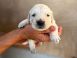 8 chiots Golden Retrievers sable, à réserver (LOF)