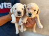 8 chiots Golden Retrievers sable, à réserver (LOF)