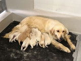 8 chiots Golden Retrievers sable, à réserver (LOF)