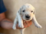 Réservation de 4 chiots Golden Retrievers sable (LOF)