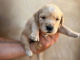Réservation de 4 chiots Golden Retrievers sable (LOF)
