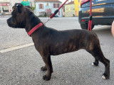 À vendre, un chiot Staffie femelle noir bringé rouge (LOF)