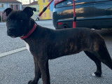 À vendre, un chiot Staffie femelle noir bringé rouge (LOF)