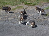 À réserver, 4 chiots Beagle tricolores (LOF)