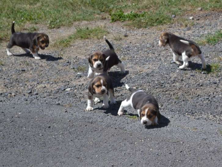 À réserver, 4 chiots Beagle tricolores (LOF)