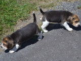 À réserver, 4 chiots Beagle tricolores (LOF)