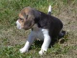 À réserver, 4 chiots Beagle tricolores (LOF)
