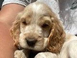 Vente de 3 chiots Cockers Anglais non LOF blanc et crème ou noirs