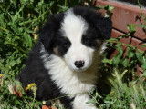 2 chiots crois&eacute;s Berger Australien et Border Collie &agrave; r&eacute;server (non-LOF)