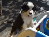 2 chiots crois&eacute;s Berger Australien et Border Collie &agrave; r&eacute;server (non-LOF)