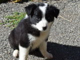 2 chiots crois&eacute;s Berger Australien et Border Collie &agrave; r&eacute;server (non-LOF)