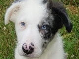 Vente de 2 chiots Border Collie non-LOF d’avril 2022, mâles bleu merle