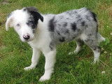 Vente de 2 chiots Border Collie non-LOF d’avril 2022, mâles bleu merle