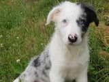 Vente de 2 chiots Border Collie non-LOF d’avril 2022, mâles bleu merle