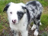 Vente de 2 chiots Border Collie non-LOF d’avril 2022, mâles bleu merle