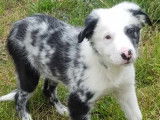 Vente de 2 chiots Border Collie non-LOF d’avril 2022, mâles bleu merle