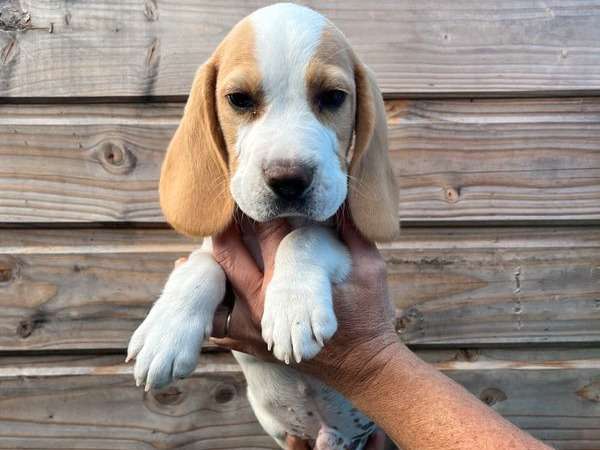 1 chiot Beagle LOF sable à vendre, mâle d’avril 2022