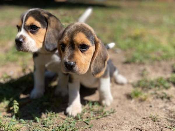 Vente de 2 chiots Beagles de mai 2022, mâles tricolores LOF