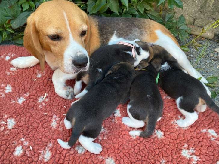 3 chiots Beagles tricolores à réserver, 1 mâle et 2 femelles LOF 
