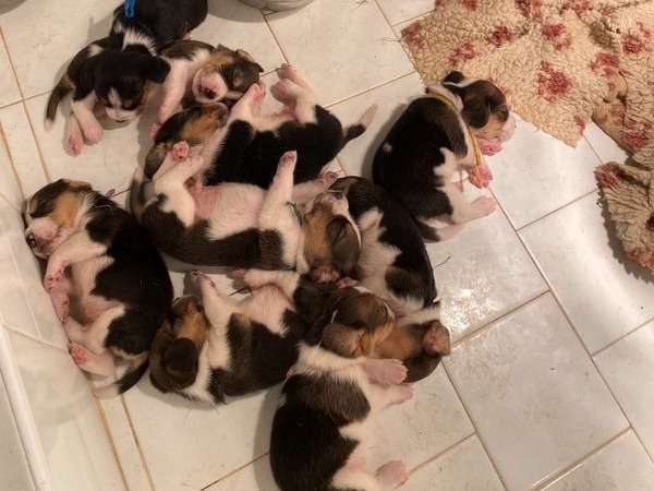 Réservation pour 10 chiots Beagles LOF tricolores