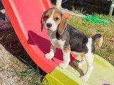 Vente de 4 chiots Beagles tricolores non-LOF de mai 2022