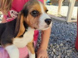Vente de 4 chiots Beagles tricolores non-LOF de mai 2022